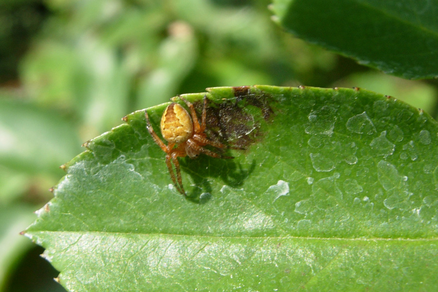 Quattro Araneidae